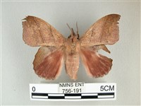 藏品(埔里雙線枯葉蛾)的圖片