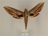 藏品(棕綠背線天蛾)的圖片