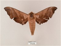 藏品(齒翅三線天蛾)的圖片