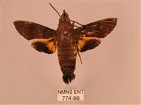 藏品(黃斑長喙天蛾)的圖片