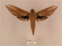 藏品(背線天蛾)的圖片