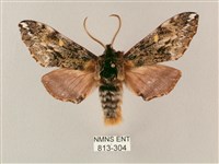 藏品(井上氏絨毛天蛾)的圖片