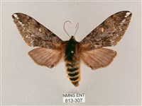 藏品(井上氏絨毛天蛾)的圖片