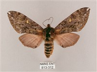 藏品(井上氏絨毛天蛾)的圖片