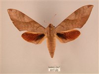 藏品(波紋豆天蛾)的圖片