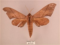 藏品(直翅六點天蛾)的圖片