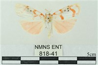 藏品(臺雪苔蛾)的圖片