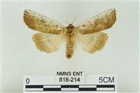 藏品(臺洒波紋蛾)的圖片