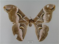 藏品(眉紋天蠶蛾)的圖片