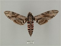 藏品(蝦殼天蛾)的圖片