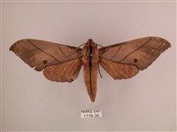 藏品(直翅六點天蛾)的圖片