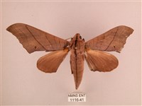 藏品(直翅六點天蛾)的圖片