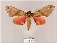 藏品(榆綠天蛾)的圖片