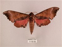 藏品(桃紅六點天蛾)的圖片