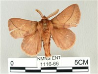 藏品(褐斜帶枯葉蛾)的圖片