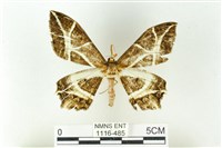 藏品(樹形尺蛾)的圖片