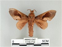 藏品(大褐斑枯葉蛾)的圖片