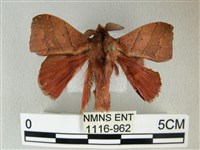 藏品(埔里雙線枯葉蛾)的圖片