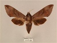 藏品(背中白天蛾)的圖片