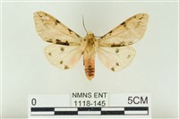 藏品(棍棒污燈蛾)的圖片