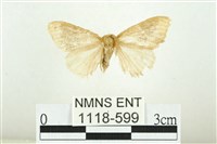 藏品(寬紋黃毒蛾)的圖片