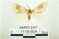 藏品(寬紋黃毒蛾)的圖片