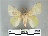 藏品(青枯葉蛾)的圖片