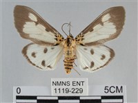 藏品(長斑擬燈蛾)的圖片