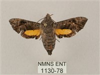 藏品(凹緣天蛾)的圖片