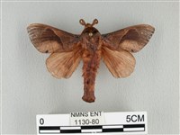 藏品(大褐斑枯葉蛾)的圖片