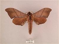 藏品(直翅六點天蛾)的圖片