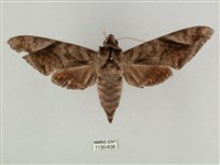 藏品(全緣缺角天蛾)的圖片