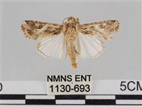 藏品(斜紋夜盜蛾)的圖片