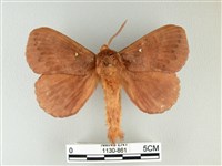 藏品(波紋枯葉蛾)的圖片