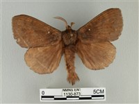 藏品(波紋枯葉蛾)的圖片