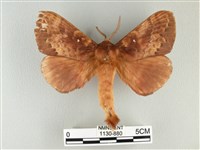 藏品(波紋枯葉蛾)的圖片