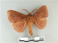 藏品(波紋枯葉蛾)的圖片