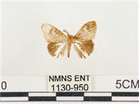 藏品(小白紋毒蛾)的圖片