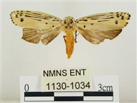 藏品(線紋篩蛾)的圖片