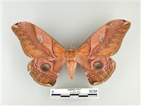 藏品(雙黑目天蠶蛾)的圖片