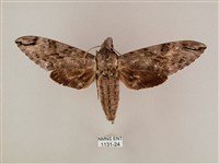 藏品(粗斜紋天蛾)的圖片