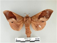 藏品(大褐斑枯葉蛾)的圖片