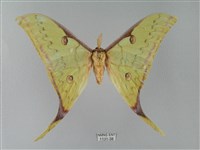藏品(臺灣長尾水青蛾)的圖片