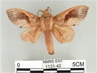 藏品(大褐斑枯葉蛾)的圖片