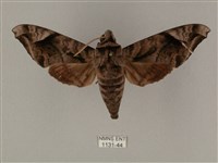 藏品(全緣缺角天蛾)的圖片