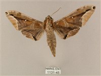 藏品(白點天蛾 )的圖片