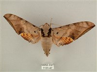 藏品(臺灣鷹翅天蛾)的圖片