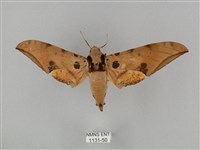 藏品(裂斑鷹翅天蛾)的圖片