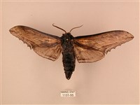 藏品(臺灣鋸翅天蛾)的圖片