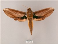 藏品(綠背斜紋天蛾)的圖片